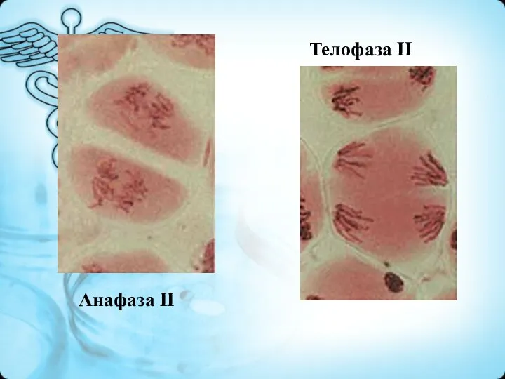 Анафаза II Телофаза II