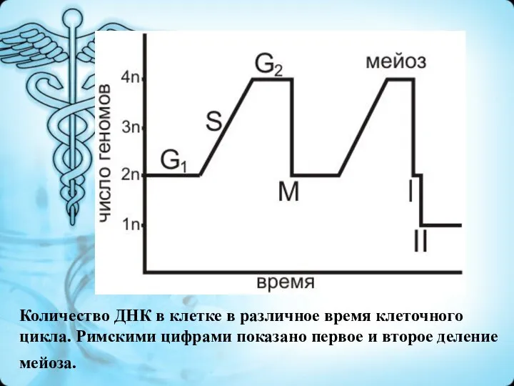 Количество ДНК в клетке в различное время клеточного цикла. Римскими цифрами показано