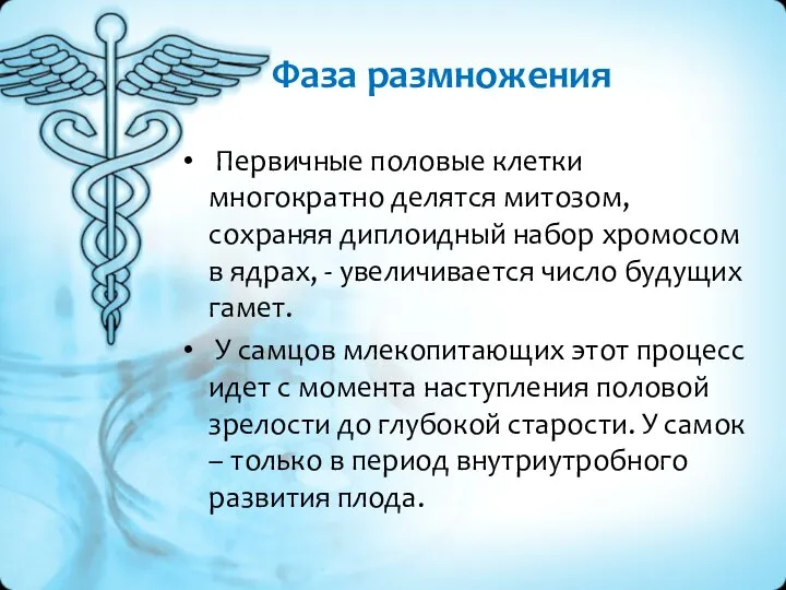 Фаза размножения Первичные половые клетки многократно делятся митозом, сохраняя диплоидный набор хромосом