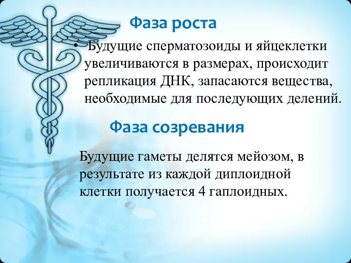 Фаза роста Будущие сперматозоиды и яйцеклетки увеличиваются в размерах, происходит репликация ДНК,