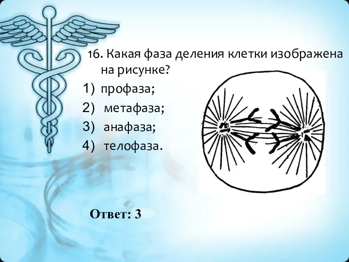 Ответ: 3 16. Какая фаза деления клетки изображена на рисунке? профаза; метафаза; анафаза; телофаза.