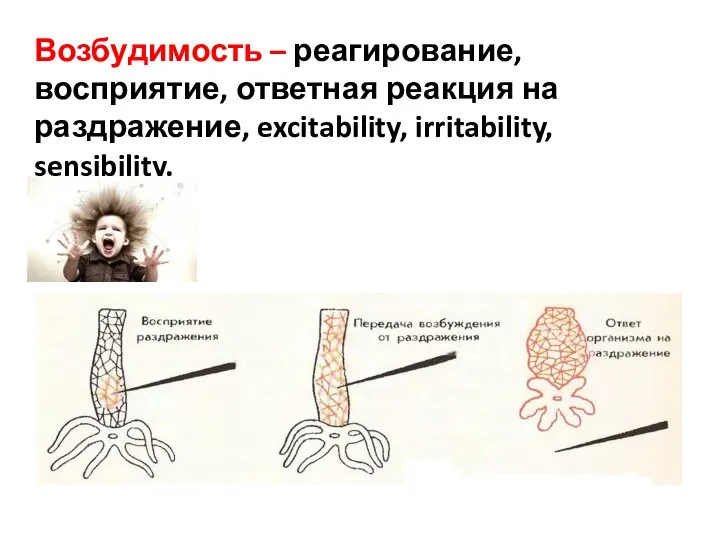 Возбудимость – реагирование, восприятие, ответная реакция на раздражение, excitability, irritability, sensibility.