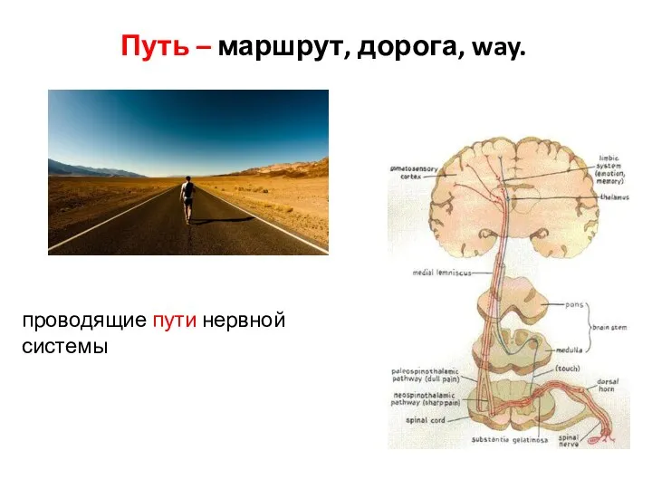 Путь – маршрут, дорога, way. проводящие пути нервной системы