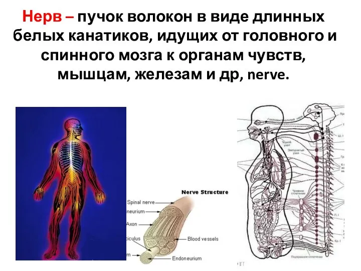 Нерв – пучок волокон в виде длинных белых канатиков, идущих от головного