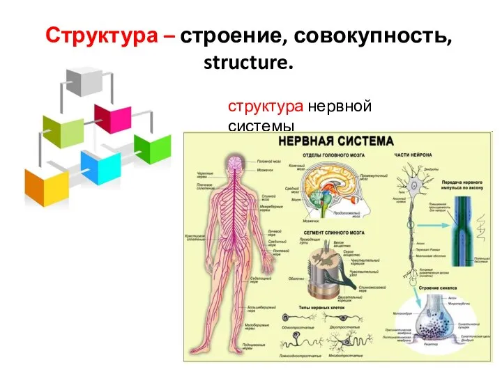 Структура – строение, совокупность, structure. структура нервной системы