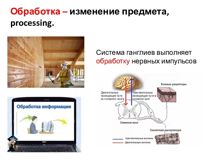 Обработка – изменение предмета, processing. Система ганглиев выполняет обработку нервных импульсов