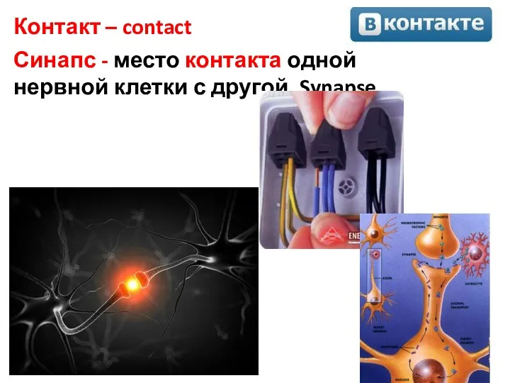 Контакт – contact Синапс - место контакта одной нервной клетки с другой, Synapse