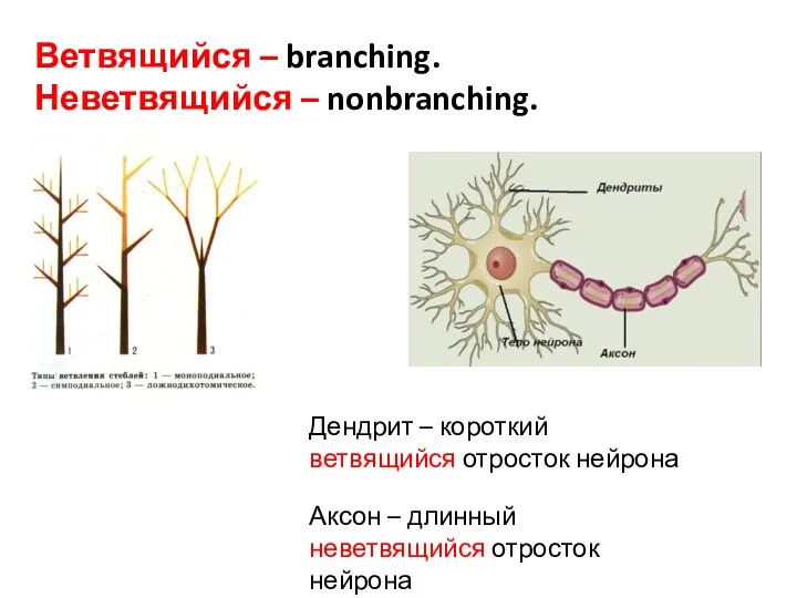 Ветвящийся – branching. Неветвящийся – nonbranching. Аксон – длинный неветвящийся отросток нейрона