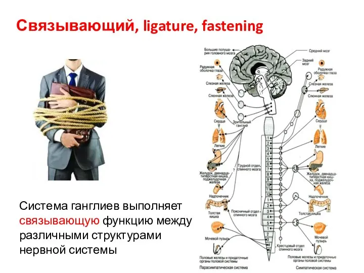 Связывающий, ligature, fastening Система ганглиев выполняет связывающую функцию между различными структурами нервной системы