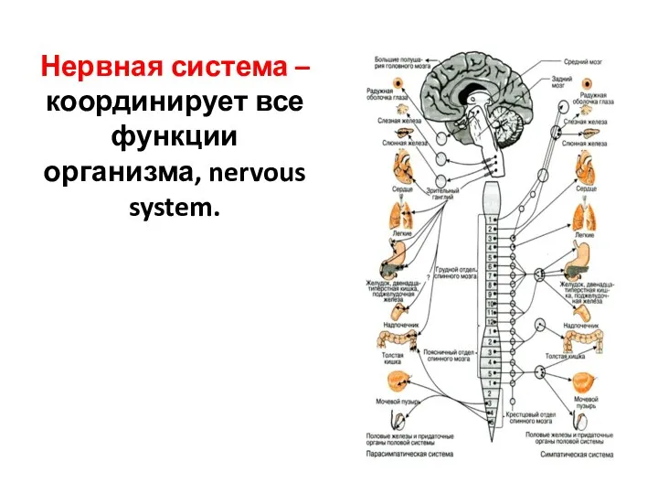 Нервная система – координирует все функции организма, nervous system.
