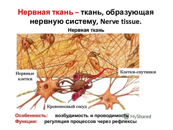 Нервная ткань – ткань, образующая нервную систему, Nerve tissue.