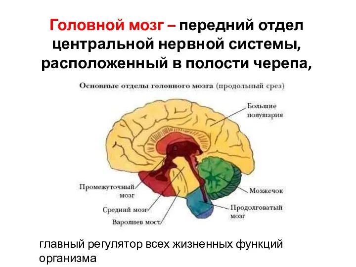 Головной мозг – передний отдел центральной нервной системы, расположенный в полости черепа,