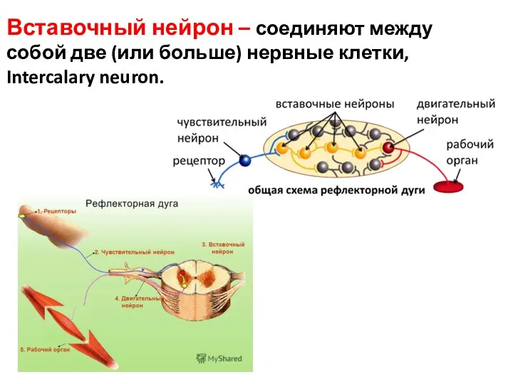 Вставочный нейрон – соединяют между собой две (или больше) нервные клетки, Intercalary neuron.