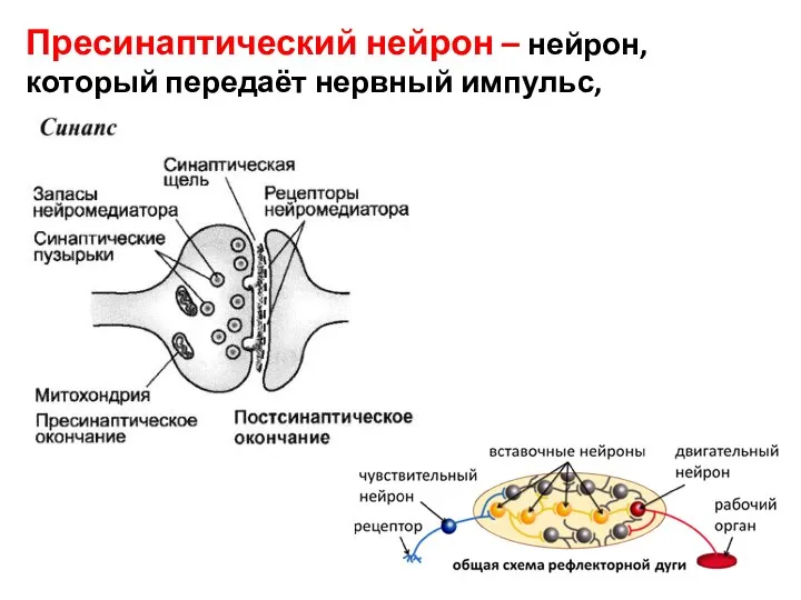 Пресинаптический нейрон – нейрон, который передаёт нервный импульс, Presynaptic neuron.