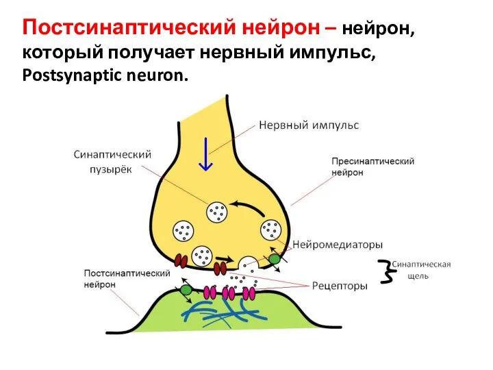 Постсинаптический нейрон – нейрон, который получает нервный импульс, Postsynaptic neuron.