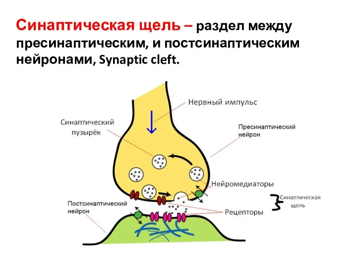Синаптическая щель – раздел между пресинаптическим, и постсинаптическим нейронами, Synaptic cleft.