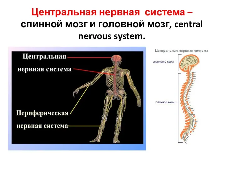 Центральная нервная система – спинной мозг и головной мозг, central nervous system.