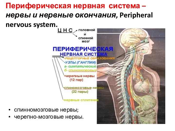 Периферическая нервная система – нервы и нервные окончания, Peripheral nervous system. спинномозговые нервы; черепно-мозговые нервы.