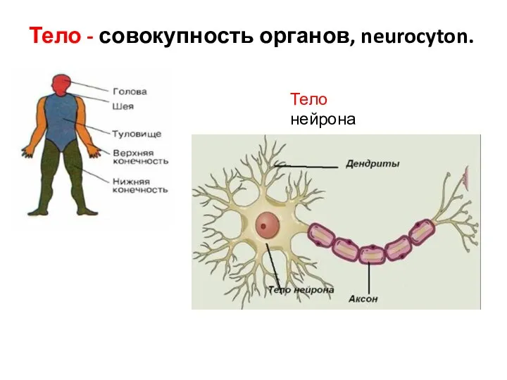 Тело - совокупность органов, neurocyton. Тело нейрона