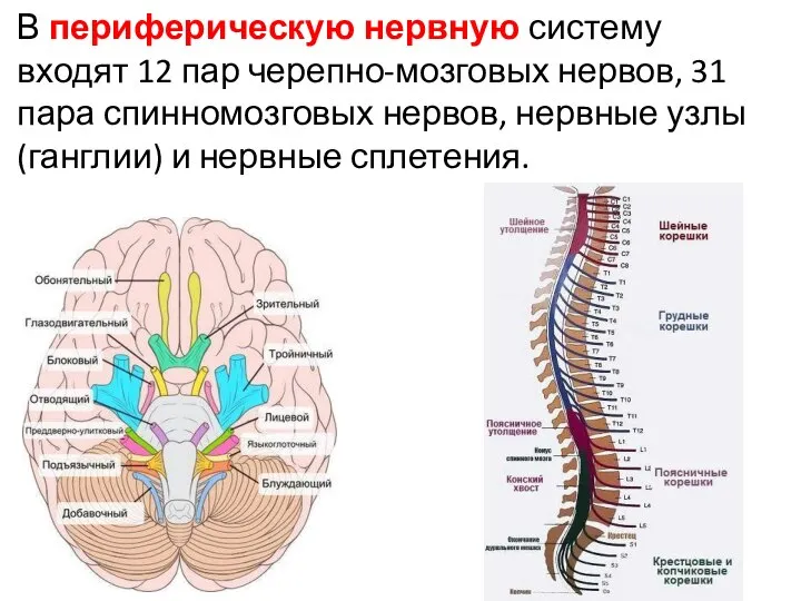 В периферическую нервную систему входят 12 пар черепно-мозговых нервов, 31 пара спинномоз­говых