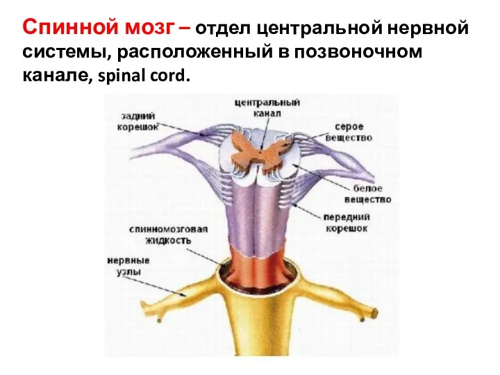 Спинной мозг – отдел центральной нервной системы, расположенный в позвоночном канале, spinal cord.