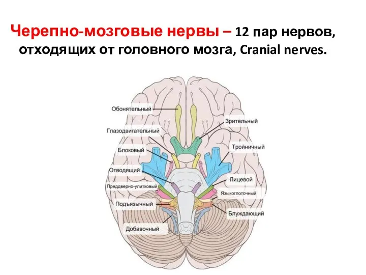 Черепно-мозговые нервы – 12 пар нервов, отходящих от головного мозга, Cranial nerves.