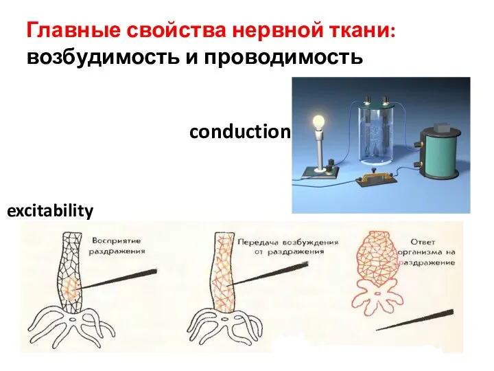 Главные свойства нервной ткани: возбудимость и проводимость excitability conduction