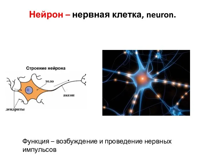 Нейрон – нервная клетка, neuron. Функция – возбуждение и проведение нервных импульсов