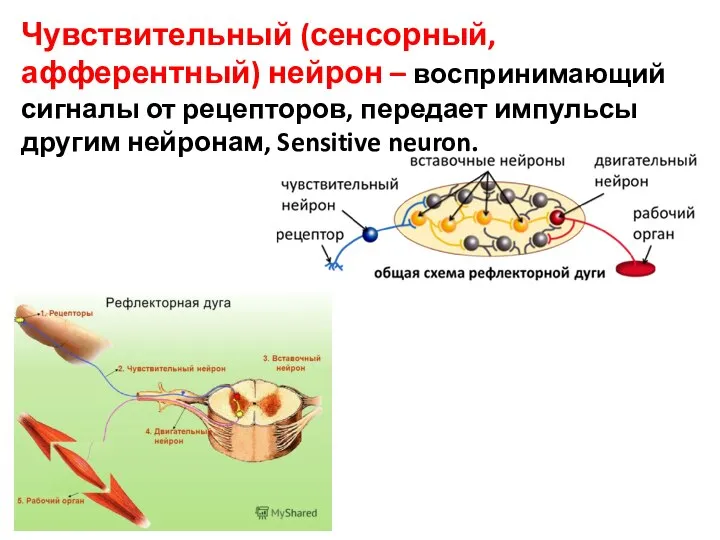 Чувствительный (сенсорный, афферентный) нейрон – воспринимающий сигналы от рецепторов, передает импульсы другим нейронам, Sensitive neuron.