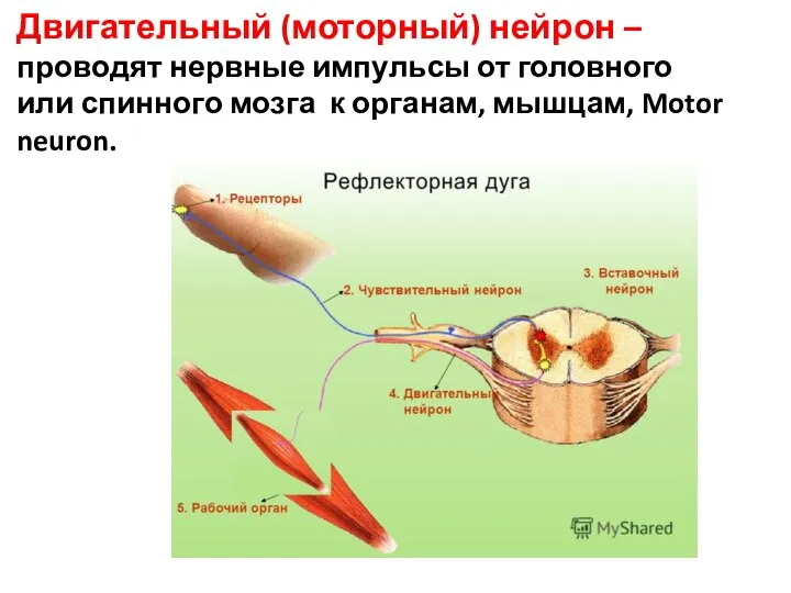 Двигательный (моторный) нейрон – проводят нервные импульсы от головного или спинного мозга