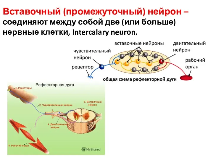 Вставочный (промежуточный) нейрон – соединяют между собой две (или больше) нервные клетки, Intercalary neuron.