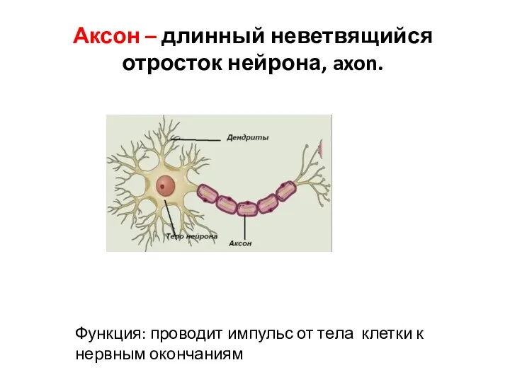 Аксон – длинный неветвящийся отросток нейрона, axon. Функция: проводит импульс от тела клетки к нервным окончаниям