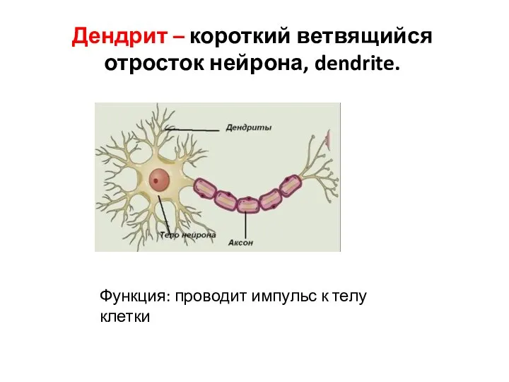 Дендрит – короткий ветвящийся отросток нейрона, dendrite. Функция: проводит импульс к телу клетки