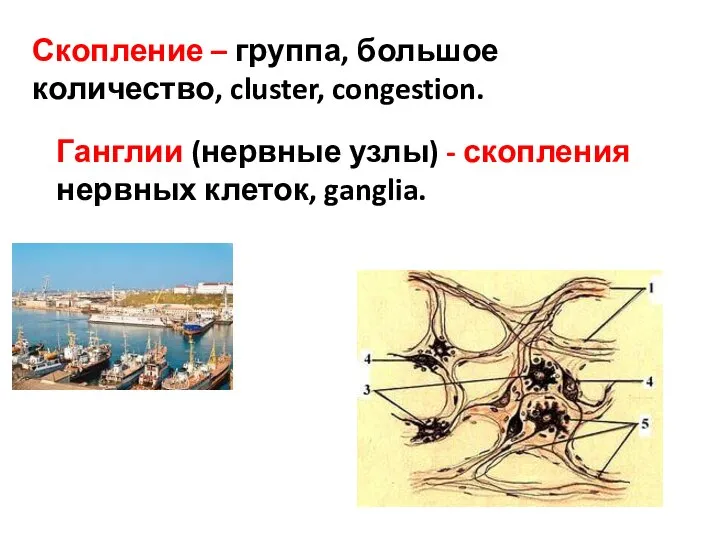 Скопление – группа, большое количество, cluster, congestion. Ганглии (нервные узлы) - скопления нервных клеток, ganglia.
