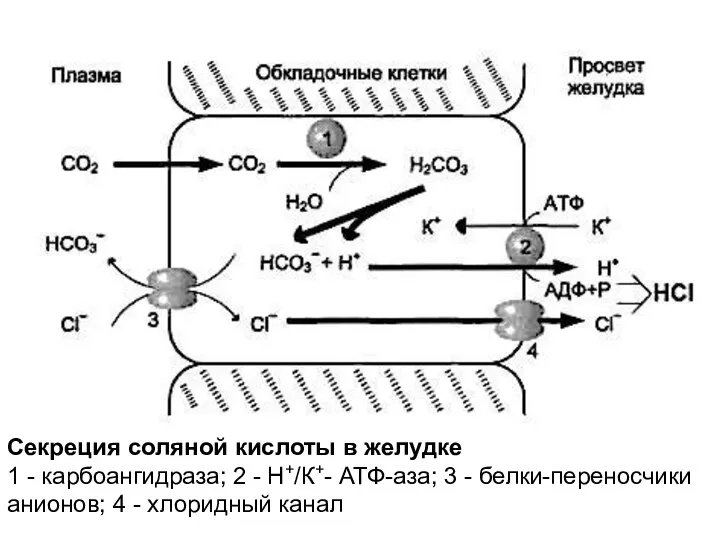 Секреция соляной кислоты в желудке 1 - карбоангидраза; 2 - Н+/К+- АТФ-аза;