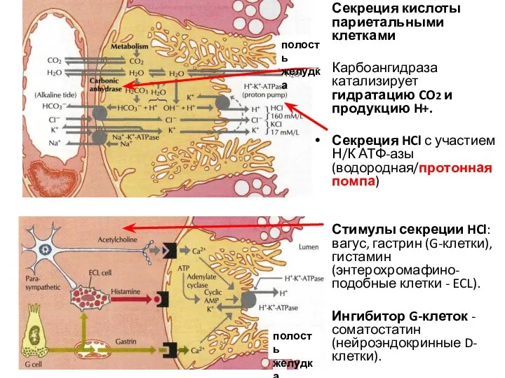 Секреция кислоты париетальными клетками Карбоангидраза катализирует гидратацию CO2 и продукцию H+. Секреция