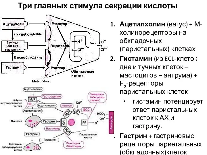 Три главных стимула секреции кислоты Ацетилхолин (вагус) + М-холинорецепторы на обкладочных (париетальных)