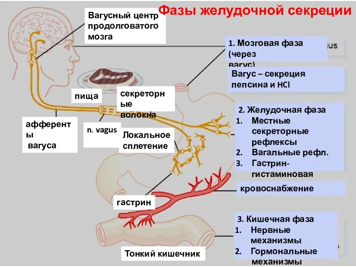 Вагусный центр продолговатого мозга 1. Мозговая фаза (через вагус) Вагус – секреция