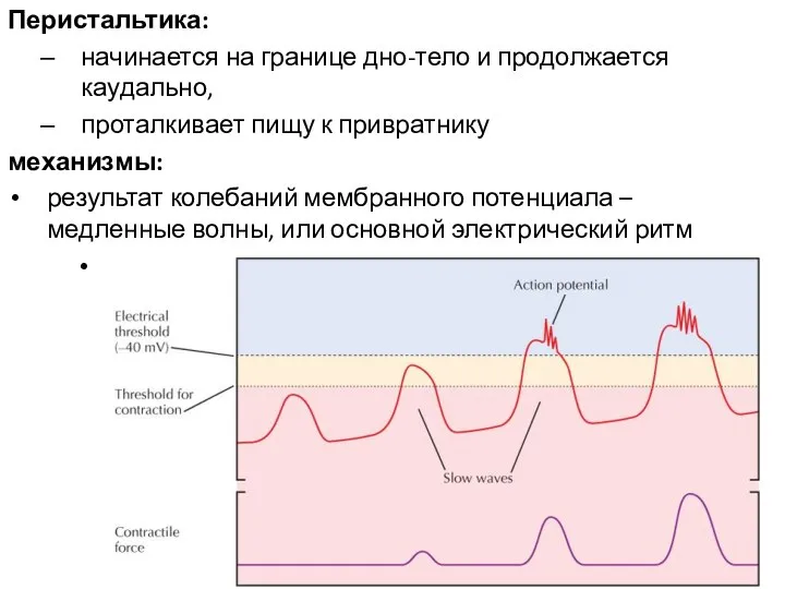 Перистальтика: начинается на границе дно-тело и продолжается каудально, проталкивает пищу к привратнику