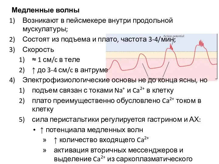 Медленные волны Возникают в пейсмекере внутри продольной мускулатуры; Состоят из подъема и