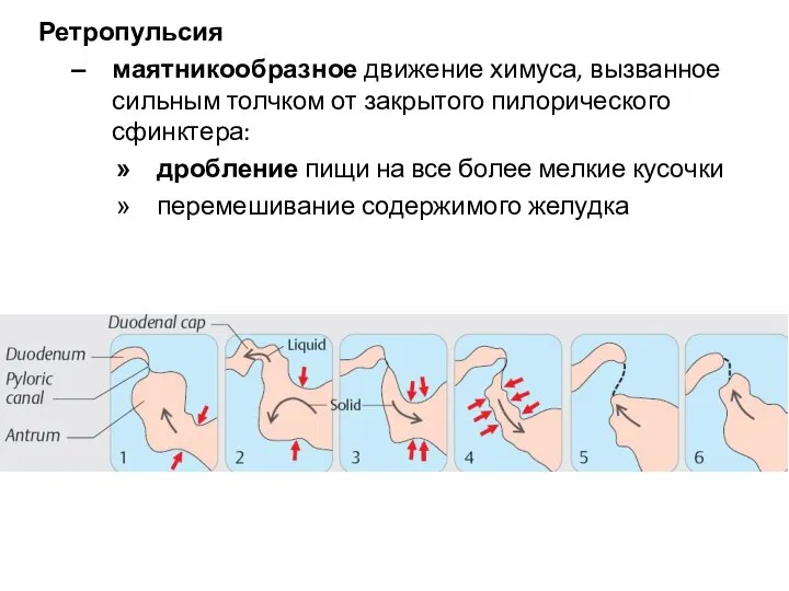 Ретропульсия маятникообразное движение химуса, вызванное сильным толчком от закрытого пилорического сфинктера: дробление