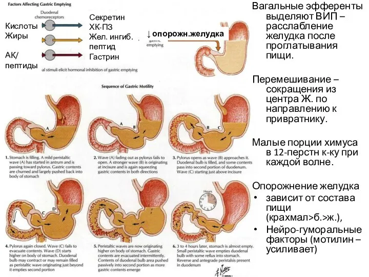 Вагальные эфференты выделяют ВИП – расслабление желудка после проглатывания пищи. Перемешивание –