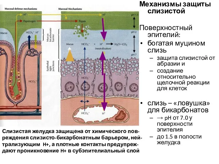 Механизмы защиты слизистой Поверхностный эпителий: богатая муцином слизь защита слизистой от абразии