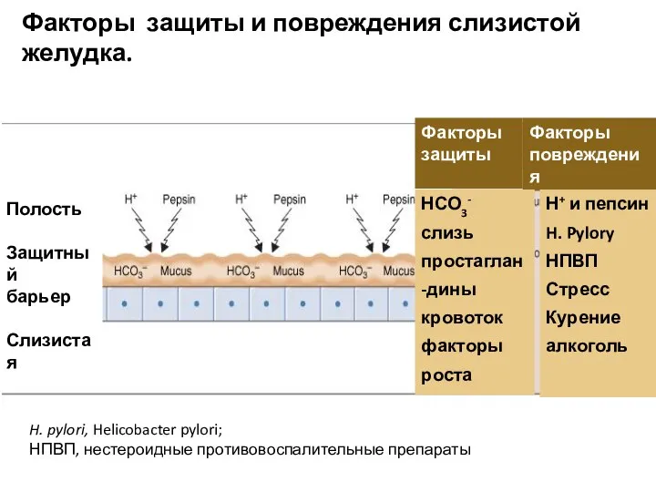 Факторы защиты и повреждения слизистой желудка. Полость Защитный барьер Слизистая Факторы защиты