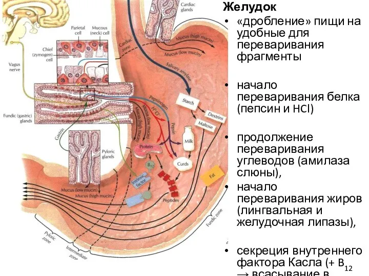 Желудок «дробление» пищи на удобные для переваривания фрагменты начало переваривания белка (пепсин