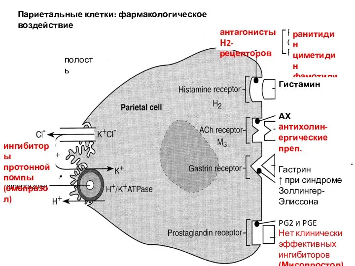 Париетальные клетки: фармакологическое воздействие полость антагонисты Н2-рецепторов ранитидин циметидин фамотидин гистамин Гистамин