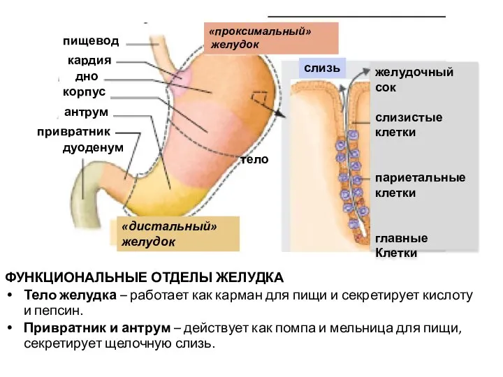 ФУНКЦИОНАЛЬНЫЕ ОТДЕЛЫ ЖЕЛУДКА Тело желудка – работает как карман для пищи и