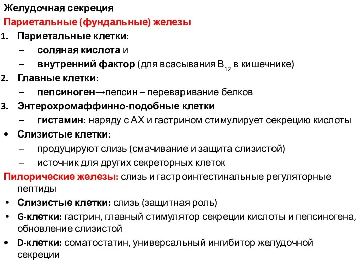 Желудочная секреция Париетальные (фундальные) железы Париетальные клетки: соляная кислота и внутренний фактор