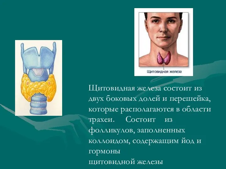 Щитовидная железа состоит из двух боковых долей и перешейка, которые располагаются в