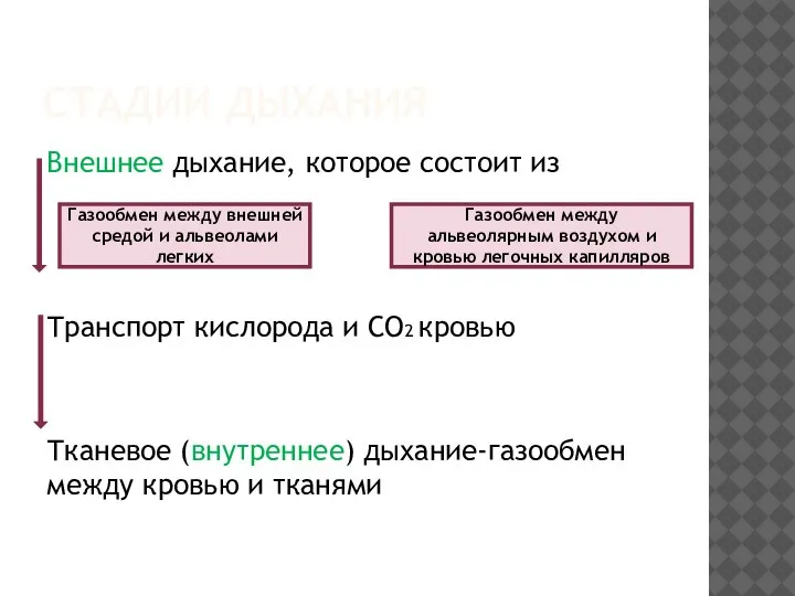 СТАДИИ ДЫХАНИЯ Внешнее дыхание, которое состоит из Транспорт кислорода и СО2 кровью
